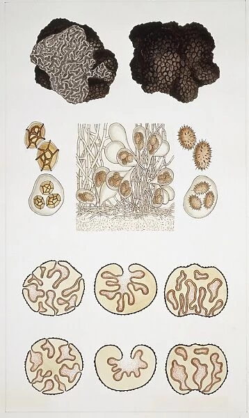 Large group of Pezizales fungi, illustration