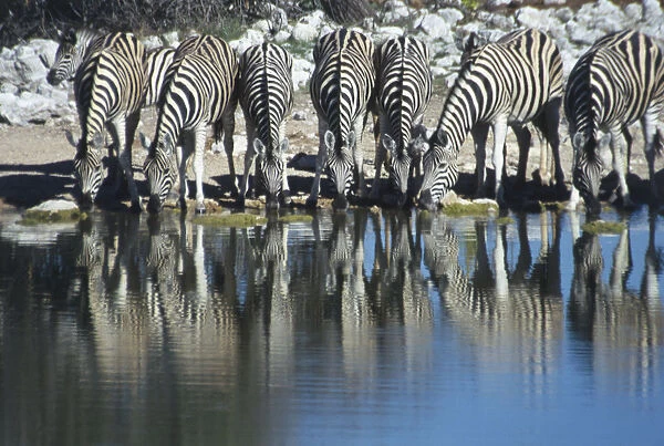 A large group of Zebras drinking at a watering hole in the Etosha National Park, Namibia. April 23rd, 1998