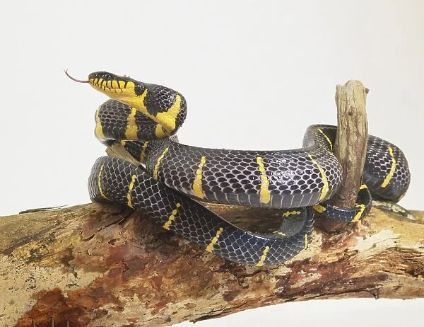This is one of the largest arboreal snakes in Asia. It is glossy black, with yellow bars on the sides, yellow lips and throat, a black-and-yellow underside, and grey eyes with vertical pupils. The fork tongue of this snake is also visible