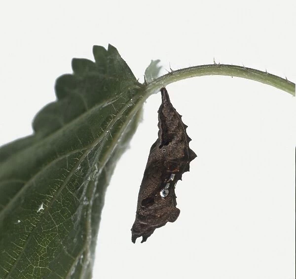Larva from Comma butterfly (Polygonia c-album) hanging from a plant, close-up