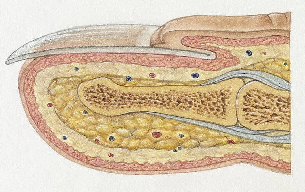 Lateral Cross-section of Fingernail and top of Finger showing Tissues