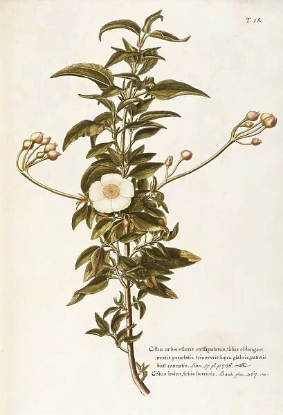 Laurel Leaved Rockrose (Cistus laurifolius), Cistaceae, Shrub with persistent leaves for rocky gardens, spontaneous in Italy, watercolor, 1765