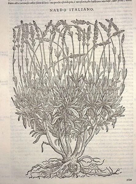 Lavender Lavandula by Pietro Andrea Mattioli I Discorsi, Felice Valgriffo, Venice, 1585
