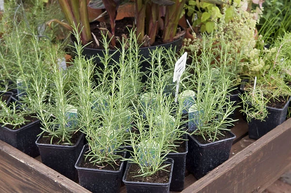 Lavender in plant pots with labels on display at garden centre