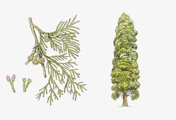 Lawsons Cypress (Chamaecyparis lawsoniana) plant with flower, leaf and seed, illustration