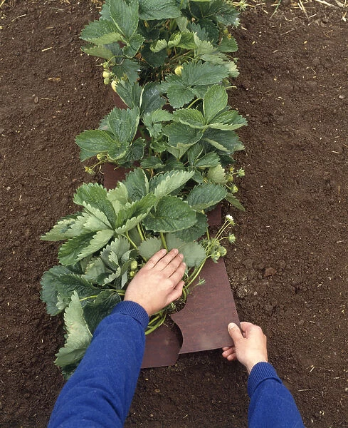 Laying a strawberry mat around crowns of plants to protect developing fruits, close-up