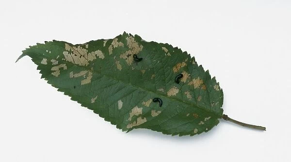 Leaf discolouration caused by Pear and cherry slug (Caliroa cerasi)