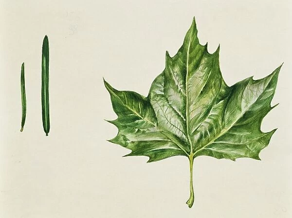 Leaf shapes needle-like, linear and palmate