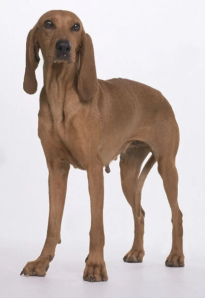 A lean light brown Segugio Italiano bitch with long dangling ears and slender legs, standing facing the camera