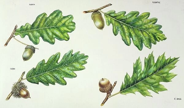 Leaves and acorns of Pedunculate oak Quercus robur, Sessile oak Quercus sessilis, Turkey oak Quercus cerris and Northern red oak Quercus rubra, illustration