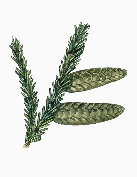 Leaves and cones of Caucasian Spruce Picea orientalis, illustration