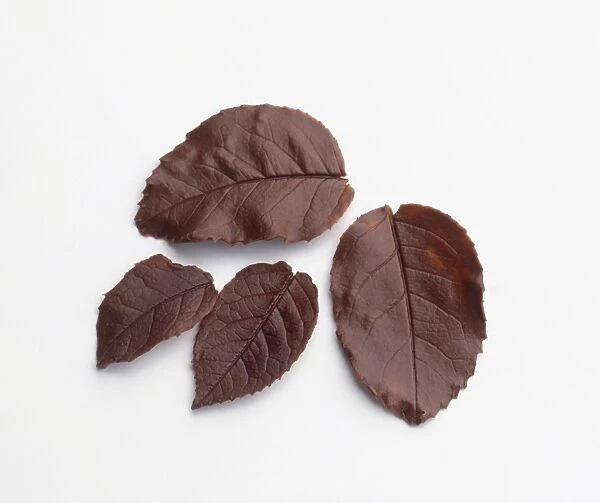Leaves made of dark chocolate, shaped to show veins and stem, above view