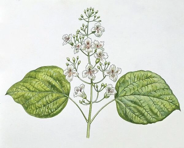 Leaves and flowers of Southern Catalpa Catalpa bignonioides, illustration