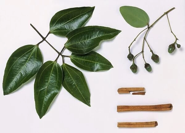 Leaves, fruit and bark quills from Cinnamomum verum (Cinnamon tree)
