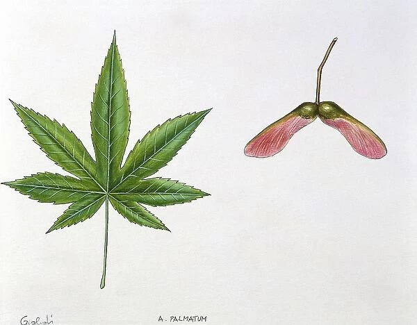 Leaves and fruits Samara, Keys of Neapolitan Maple Acer opalus neapolitanum, illustration