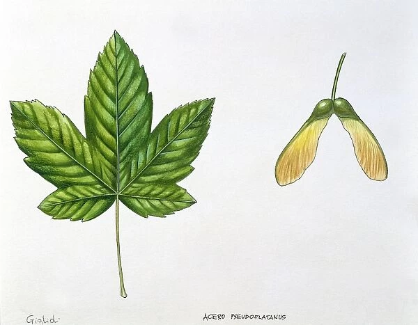 Leaves and fruits Samara, Keys of Sycamore Maple Acer pseudoplatanus, illustration
