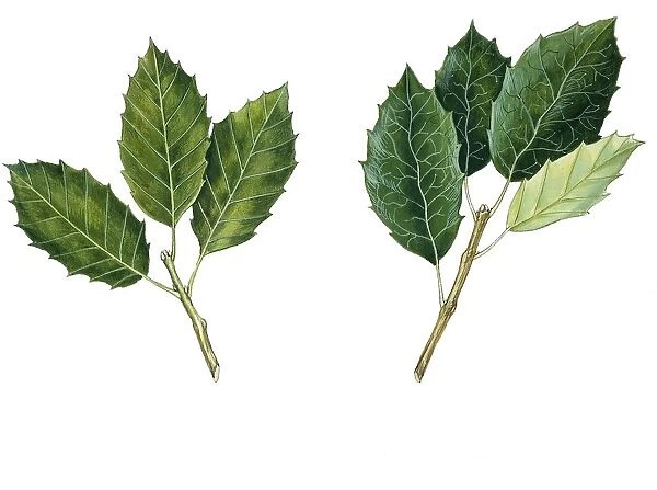 Leaves of Holm Oak Quercus ilex and Cork Oak Quercus suber, illustration