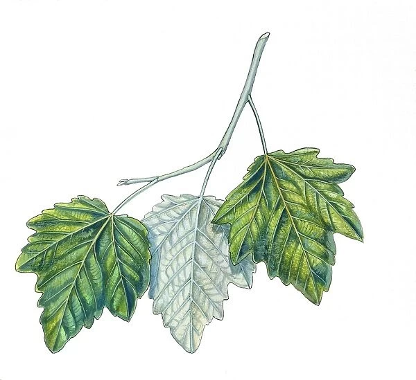 Leaves of White Poplar Populus alba, illustration