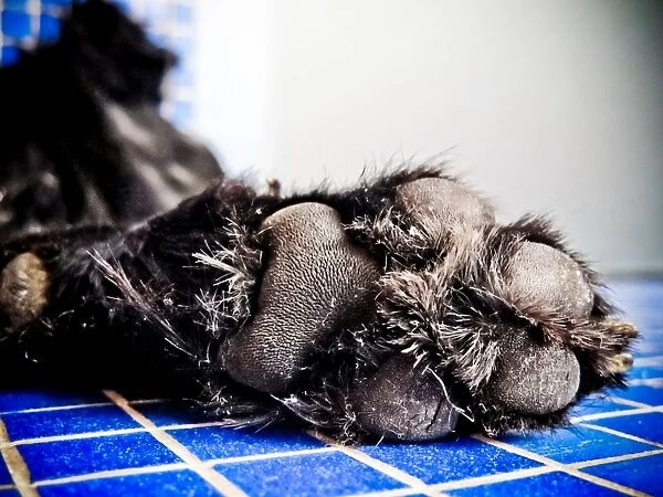 Leg of a Black Dog