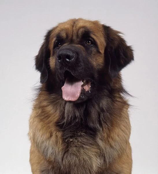 Leonberger dog, close-up, front view