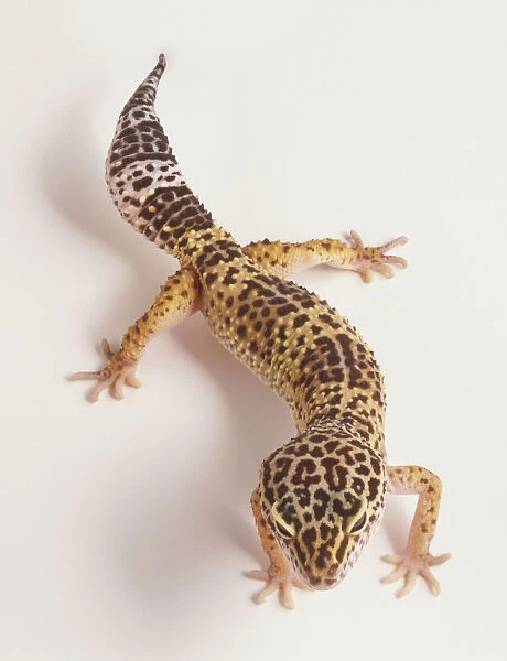 Leopard Gecko (Eublepharis macularius), overhead view