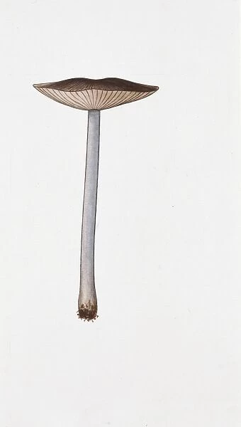 Leptonia asprella, illustration