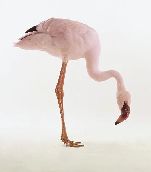 Lesser Flamingo, Phoeniconaias minor, bending down