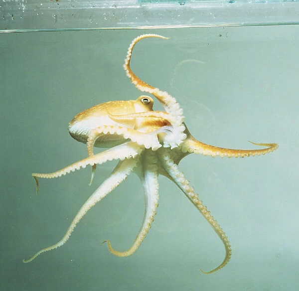Lesser Octopus, Eledone cirrhosa, yellow tentacles apart