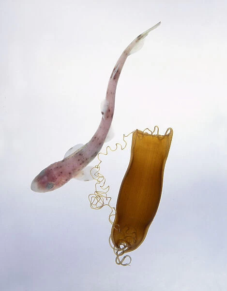 Lesser spotted dogfish (Scyliorhinus canicula) hatched from its egg case