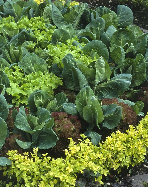 Lettuce and cabbage growing in garden