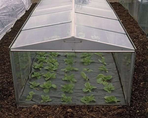 Lettuce inside aluminium and glass cold frame