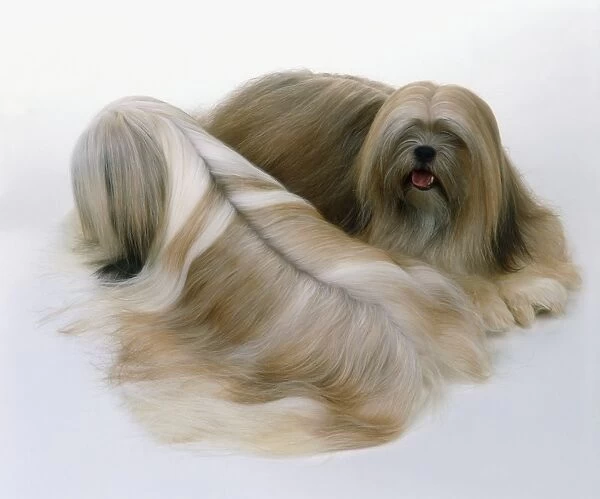 Two Lhasa Apso dogs, one facing away, and the other facing forward, high angle view