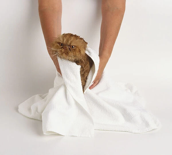 Lift the cat out of the bath and wrap it in a large towel
