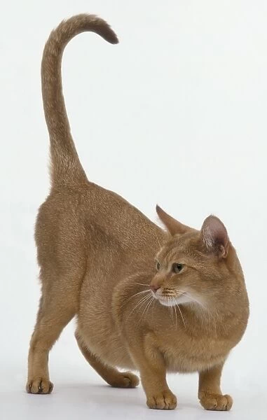 light brown cat, side view, crouching on front legs head turned left