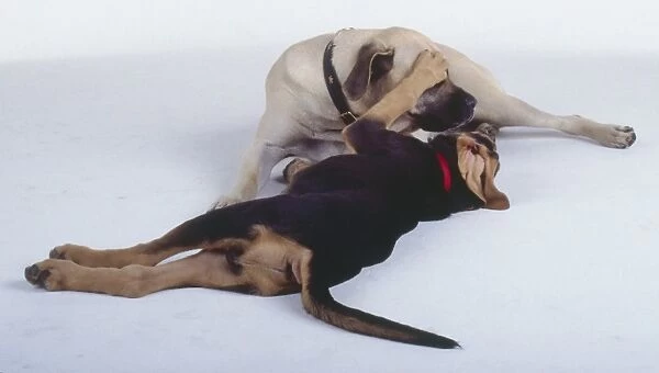 A light brown dog with a black muzzle plays with a black and tan dog lying on its side