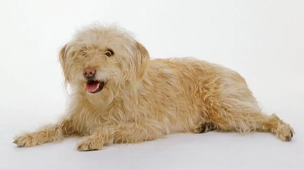 Light brown mixed-breed dog, lying down