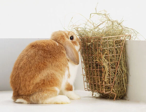 A light brown and white, lop eared Rabbit (Leporidae) eating straw from wire basket, side view