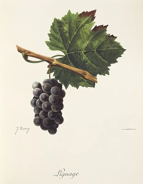 Lignage grape, illustration by J. Troncy
