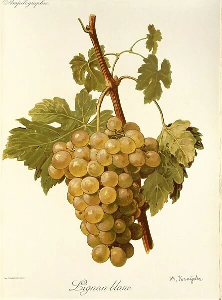Lignan Blanc grape, illustration by A. Kreyder