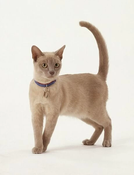 Lilac Burmese cat wearing tag, standing, side view