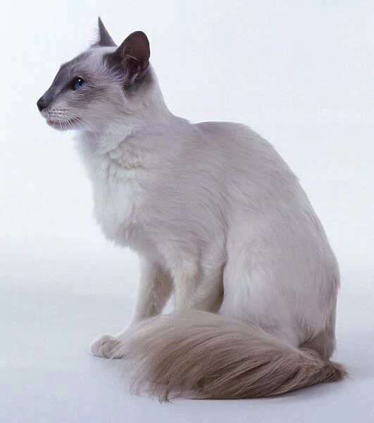 Lilac Point Balinese cat with long, wedge-shaped head and well-plumed tail, sitting down, side view