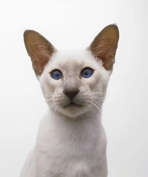 Lilac Point Siamese cat, looking at camera