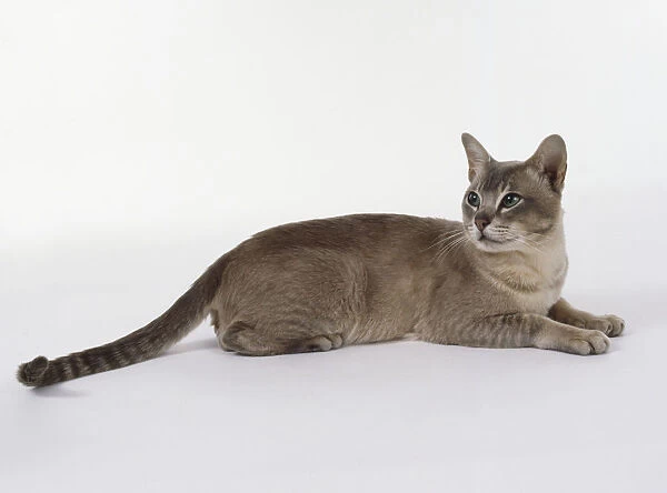 Lilac Shaded Burmilla cat with green eyes and muscular, lean body, lying down, side view