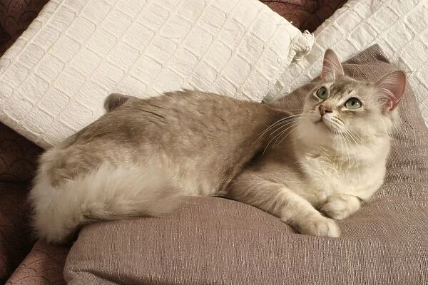 Lilac Shaded Silver Tiffanie cat lying on sofa against two cushions