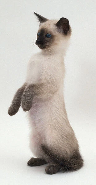 Lilac Siamese Kitten Standing up on Hind Paws