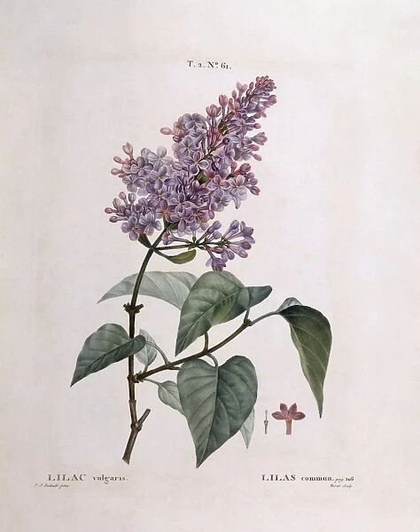 Lilac (Syringa vulgaris), Henry Louis Duhamel du Monceau, botanical plate by Pierre Joseph Redoute