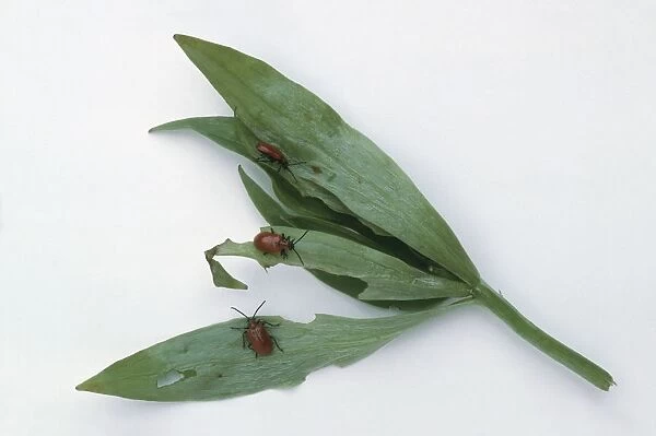 Lilium sp. (Lily) leaves damaged by Red lily beetles (Lilioceris lilii)