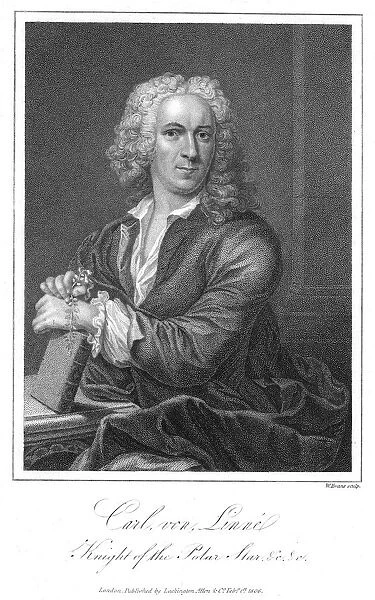 Linnaeus (Carl von Linne - 1707-1778). Swedish naturalist, shown holding a sprig of Linnea borealis