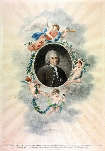 Linnaeus (Carl von Linne 1707-78) Swedish naturalist and physician. Sprig of Linnea