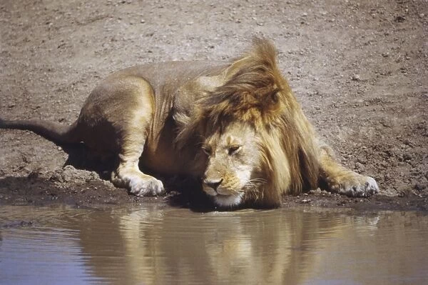 Lion, Panthera leo, drinking at edge of waterhole, bending neck around to lap, large golden mane, slight reflection on water surface, side view